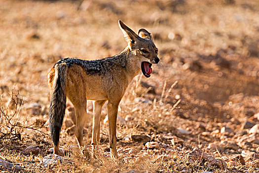 黑背狐狼,哈欠,萨布鲁国家公园,肯尼亚,非洲