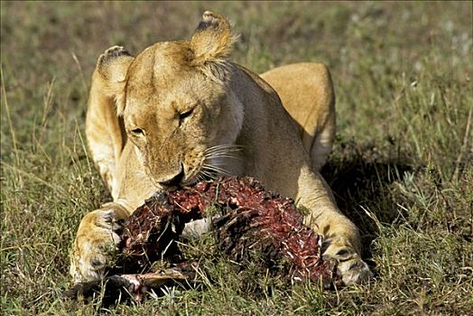 雌狮,吃,捕食,狮子,马赛马拉国家保护区,肯尼亚