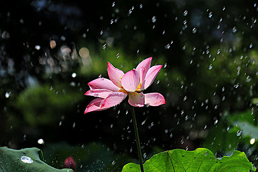 雨中荷花