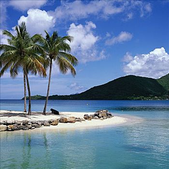 棕榈树,热带沙滩,马提尼克岛,安的列斯群岛