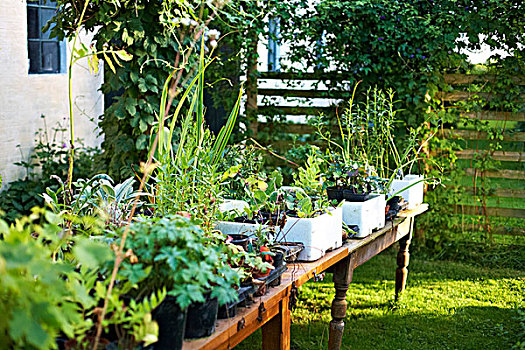 盆栽,桌上,后院