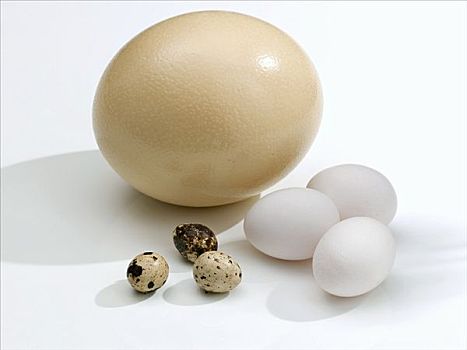 鸵鸟,蛋,鹌鹑蛋
