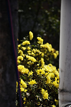 黄菊