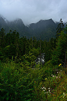 南伊沟原始森林风景