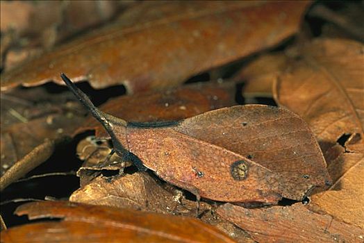 蝗虫,保护色,枯叶,京那巴鲁山,国家公园,沙巴,婆罗洲,马来西亚