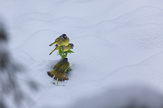 绿鹦嘴鹎雪地觅食栖息