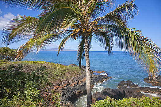 棕榈树,海岸,莫洛基尼岛,卡胡拉威,毛伊岛,夏威夷,美国
