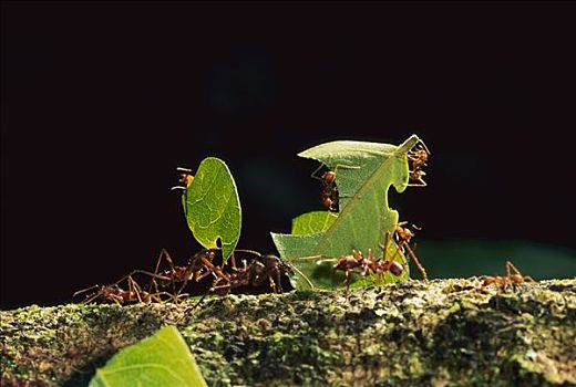 切叶蚁,群,背影,窝,玛努国家公园,秘鲁
