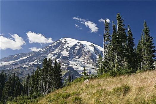 雷尼尔山,针叶林,华盛顿