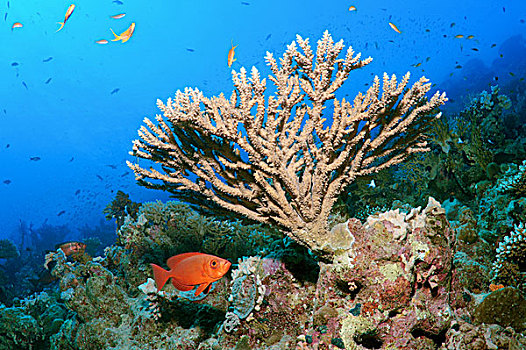 珊瑚礁,穆罕默德,国家公园,西奈半岛,红海,埃及,非洲