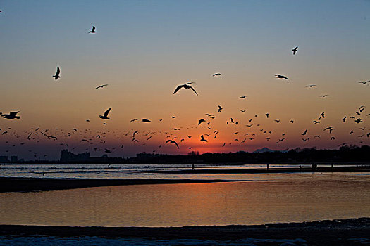 海鸥,鸟,飞翔,动物,过冬,觅食,嬉戏,北戴河,秦皇岛,大海,落日,太阳