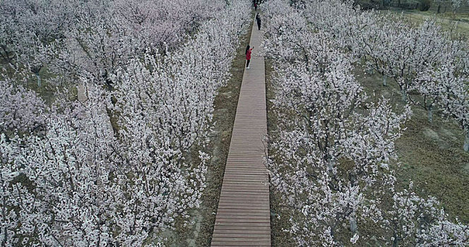 一年春景莫错过,最是花开好时节