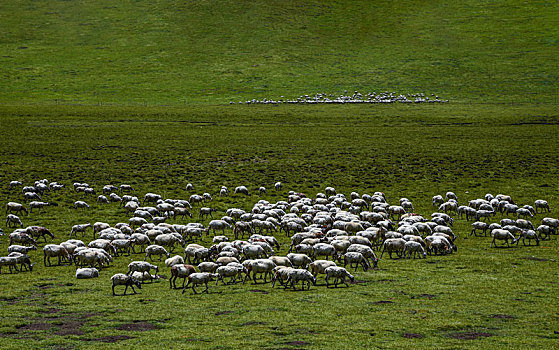 夏天的川西高原,牛羊满山坡