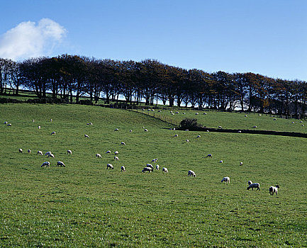 英格兰,德文郡,绵羊,放牧,地点,边缘,达特姆尔高原,国家公园,靠近