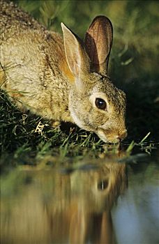 东部棉尾兔,成年,喝,瑞欧格兰山谷,南,德克萨斯,美国