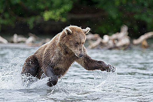 棕熊,猎捕,三文鱼,堪察加半岛,俄罗斯,欧洲