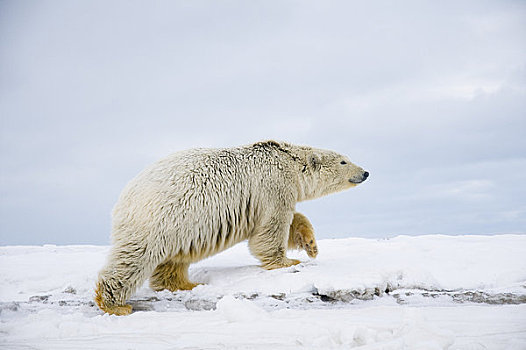大,北极熊,幼兽,走,冰冻,向上,区域,北极圈,国家野生动植物保护区,阿拉斯加
