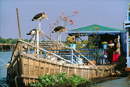 鹈鹕,漂浮,乡村,湖,树液,区域,柬埔寨