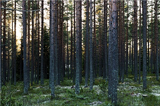 瑞典,松树,树林,冬天