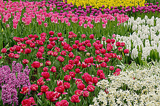 花园,郁金香,水仙花,库肯霍夫花园,荷兰