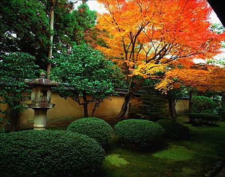 日本,京都,花园,枫树