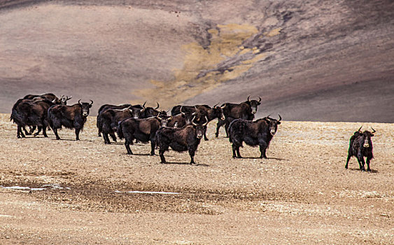 藏北羌塘无人区野牦牛
