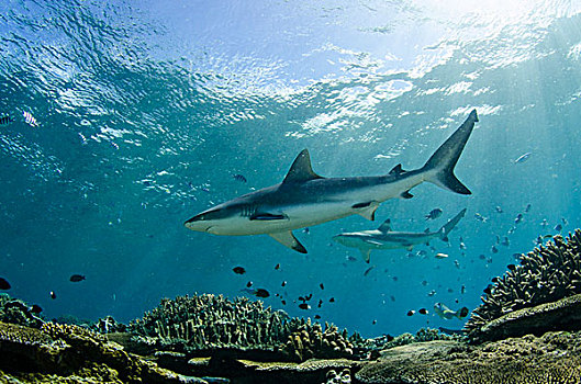 灰礁鲨,黑尾真鲨,浅水,珊瑚,礁石,泻湖,维提岛,斐济