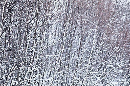 雪,桦树,冬天