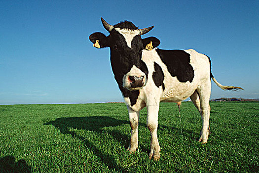 黑白花牛,母牛,小便,地点