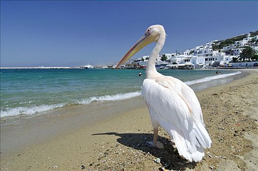 著名,旅游胜地,鹈鹕,海滩,正面,蓝绿色海水,米克诺斯岛,基克拉迪群岛,希腊,欧洲