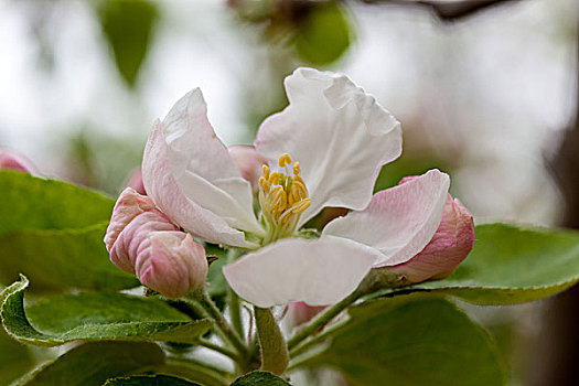 苹果花,蔷薇科