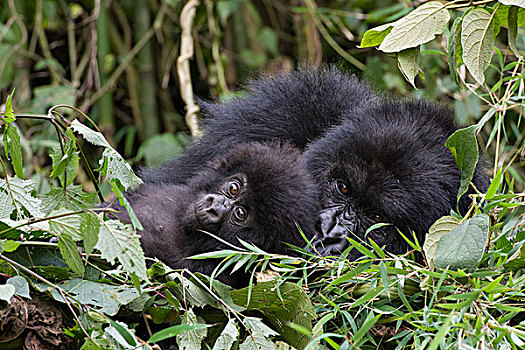 山地大猩猩,大猩猩,1岁,幼仔,休息,母亲,国家,卢旺达
