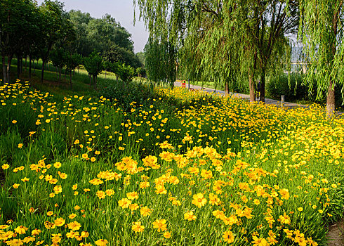 黄花树林