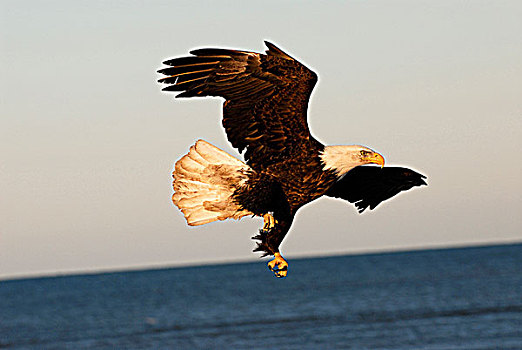 成熟,白头鹰,海雕属,雕,飞行,本垒打,阿拉斯加,美国