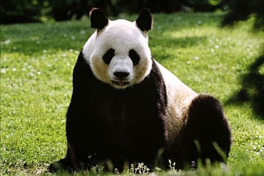 熊猫,草地