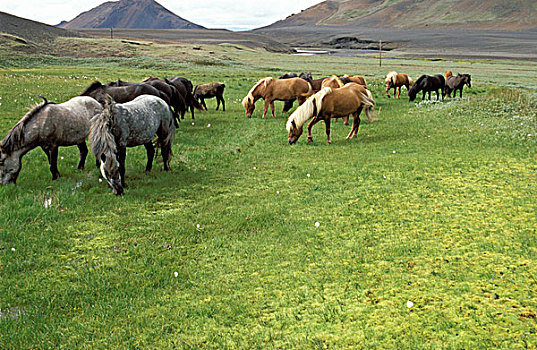 冰岛,小马