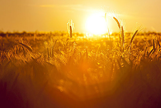 小麦,地点,夕阳,德国