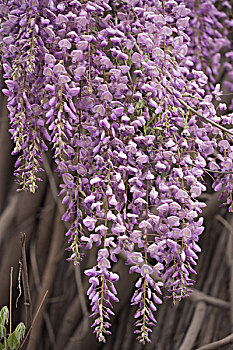 紫藤萝花