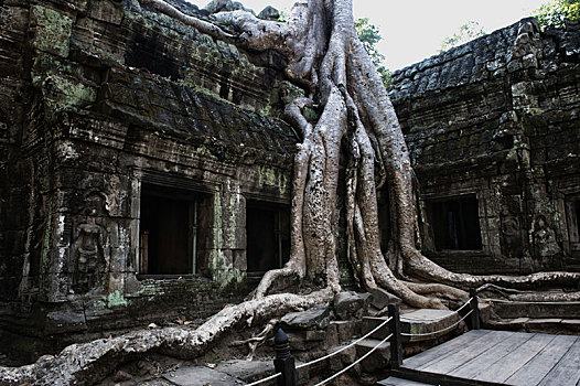 树,寺庙,复杂,塔普伦寺,收获,省,柬埔寨,亚洲