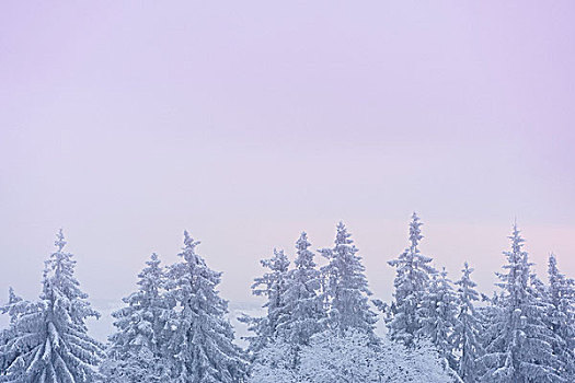 风景,积雪,树,蓝天