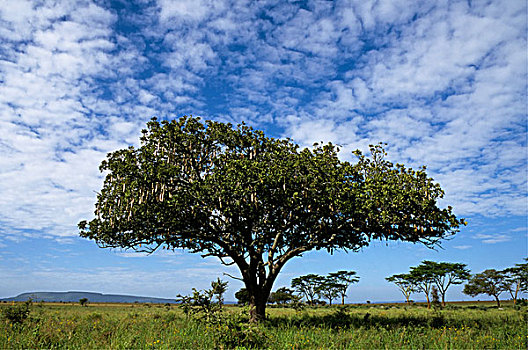 坦桑尼亚,塞伦盖蒂,树