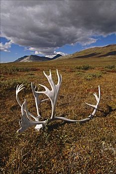北美驯鹿,头骨,鹿角,卧,苔原,国家公园,西部,阿拉斯加,秋天
