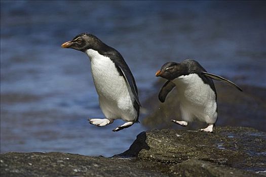 凤冠企鹅,南跳岩企鹅,蹦跳,石头,福克兰群岛
