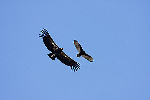 加州秃鹰,幼小,翼,美洲鹫,红头美洲鹫,飞,大,加利福尼亚