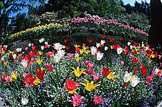 宝翠花园,春天,郁金香,展示,维多利亚,温哥华岛,不列颠哥伦比亚省,加拿大