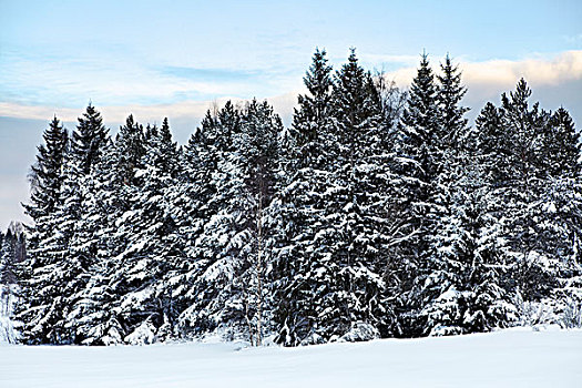积雪,松树,树林