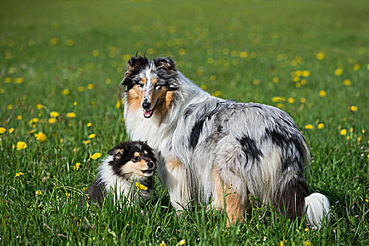 柯利犬,苏格兰,蓝色,三色,小狗,蒲公英,草地,萨尔茨堡,奥地利,欧洲