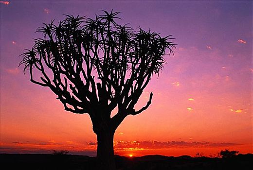 剪影,抖树,日落,国家公园,南非