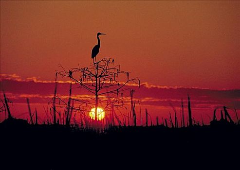 苍鹭,剪影,日落,大沼泽地国家公园,佛罗里达,美国,北美,动物