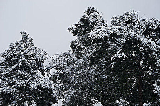 被雪覆盖的树